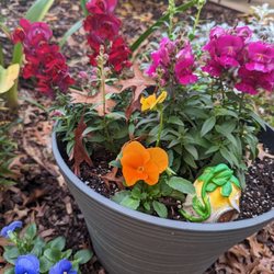 Regency Retirement Village - Pretty planters on the back patio. New snapdragons and pansys