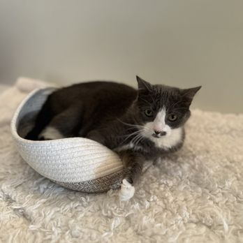 All The Single Kitties - Themed Cafes Near Me - Old Saybrook, Connecticut All The Single Kitties - Themed Cafes Near Me - Old Saybrook, Connecticut