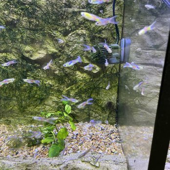 Aquariums Unlimited - The fish I want - Aquarium Services Near Me - Virginia Beach, Virginia Aquariums Unlimited - The fish I want - Aquarium Services Near Me - Virginia Beach, Virginia