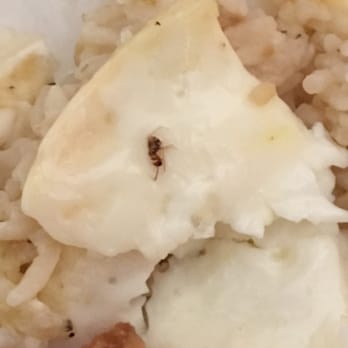 Tapsilog Bistro - Bug found on my egg! - Filipino Near Me - Campbell, California
