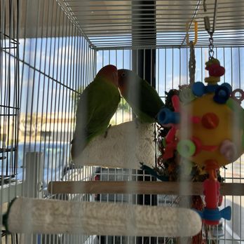 Exotic Birds By Fran - Pet Stores Near Me - Cypress, California