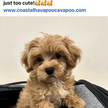 Coastal Havapoo Cavapoo Puppies - Pet Breeders Near Me - Supply, North Carolina Coastal Havapoo Cavapoo Puppies - Pet Breeders Near Me - Supply, North Carolina