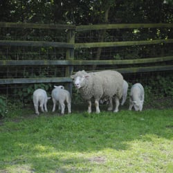 Deen City Farm - Baby lambs!