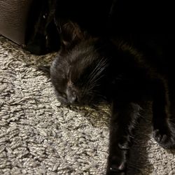 Capital Area Humane Society - Vivian