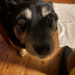 Spoilt Rotten Dogs - Pax