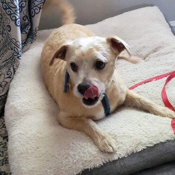 Doggie Dos - Pet Groomers Near Me - La Mesa, California Doggie Dos - Pet Groomers Near Me - La Mesa, California