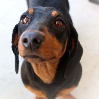 Iconic Clicks - Great dog pictures - Session Photography Near Me