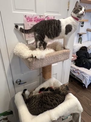 Catty Corner Cafe by null