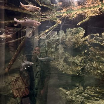 The Wild Center - Trout aquarium - Museums Near Me - Tupper Lake, New York