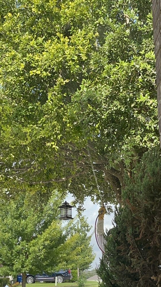 MONITOR PEST CONTROL Updated September 2024 707 N Walnut Ave, New