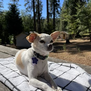 Inn Town Campground - Lola loves it here too! - Campgrounds Near Me - Nevada City, California Inn Town Campground - Lola loves it here too! - Campgrounds Near Me - Nevada City, California
