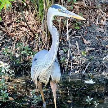 Luther Britt Park - A great blue heron. - Parks Near Me - Lumberton, North Carolina Luther Britt Park - A great blue heron. - Parks Near Me - Lumberton, North Carolina