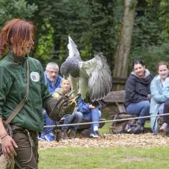 Wildpark Müden - Tägliche Flugschauen von März bis Oktober - Zoos Near Me - Müden, NI Wildpark Müden - Tägliche Flugschauen von März bis Oktober - Zoos Near Me - Müden, NI