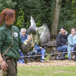 Wildpark Müden - Tägliche Flugschauen von März bis Oktober