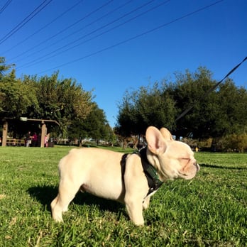 Mr. Bulldog - My puppy at 3.5 months old - Pet Groomers Near Me - Pico Rivera, California Mr. Bulldog - My puppy at 3.5 months old - Pet Groomers Near Me - Pico Rivera, California