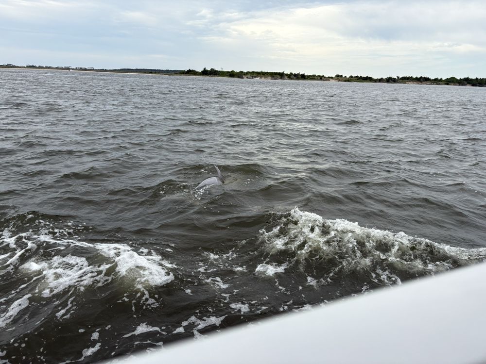 Harbor Star Dolphin Tours