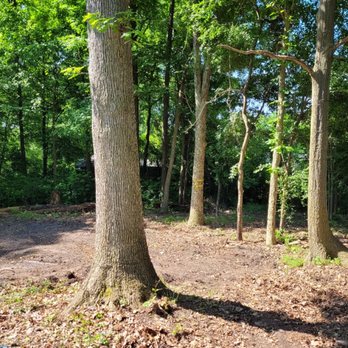 Greentrees - Lot cleared - Tree Services Near Me - Rochester Hills, Michigan
