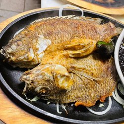 Tilapia
