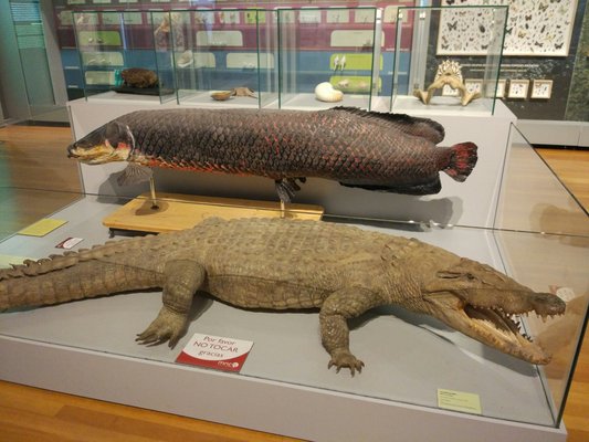 Museo Nacional de Ciencias Naturales by null