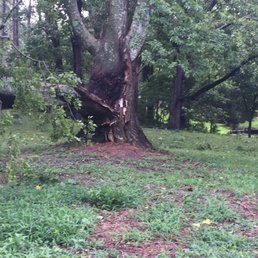 Rotted Tree Rotted Tree