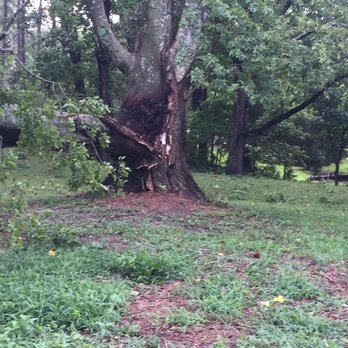 Bobcat Tree Service - Rotted Tree - Tree Services Near Me - Virginia Beach, Virginia Bobcat Tree Service - Rotted Tree - Tree Services Near Me - Virginia Beach, Virginia