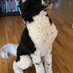 Midtown Mutts - Milo after a grooming