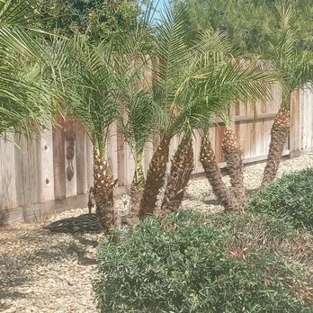 Farias Tree Service - Tree Services Near Me Farias Tree Service - Tree Services Near Me