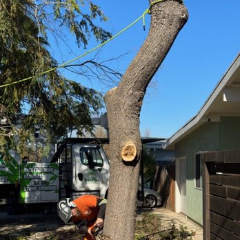 TreeMax Tree Service - The last cuts - Tree Services Near Me - Roseville, California TreeMax Tree Service - The last cuts - Tree Services Near Me - Roseville, California