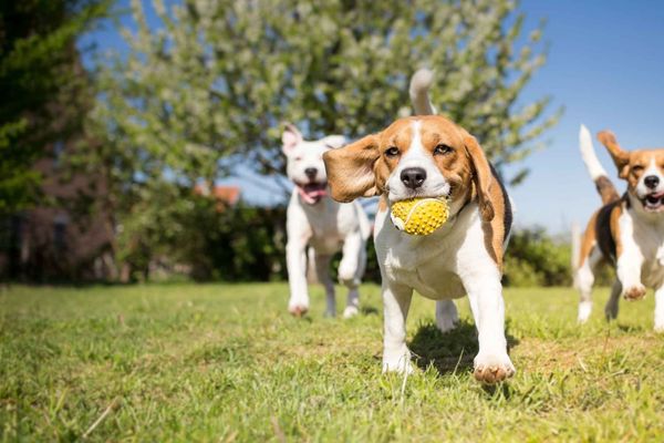 FUR BABY BLISS - Updated June 2026 - 9523 MacArthur Rd, Saranac