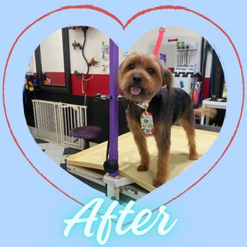 Canine Creations Pet Salon - after yorkie photo - Pet Groomers Near Me - Lutz, Florida Canine Creations Pet Salon - after yorkie photo - Pet Groomers Near Me - Lutz, Florida