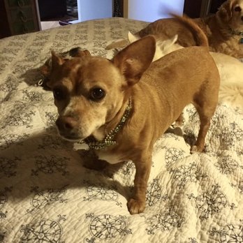 A Gentle Goodbye Veterinary Hospice - Lucy Lou, 15 years old - Veterinarians Near Me A Gentle Goodbye Veterinary Hospice - Lucy Lou, 15 years old - Veterinarians Near Me