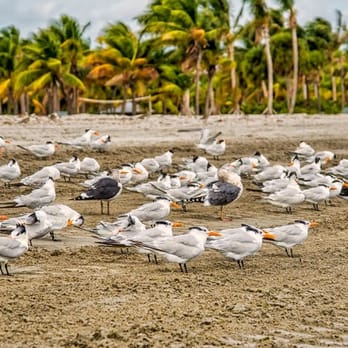 Crandon Park - Birds by the beach sands - Parks Near Me - Key Biscayne, Florida Crandon Park - Birds by the beach sands - Parks Near Me - Key Biscayne, Florida