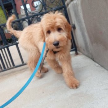 Majestic Paws - Another photo of Watson out exploring the neighborhood with Ray! - Dog Walkers Near Me