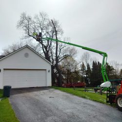 Lakes Forestry Tree Service - Cherry Removals in Commerce Twp