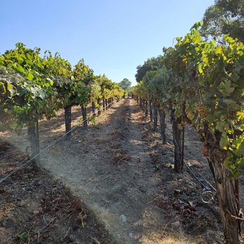Sunstone Winery - Picking grapes off the vines - Wine Tasting Room Near Me - Santa Ynez, California Sunstone Winery - Picking grapes off the vines - Wine Tasting Room Near Me - Santa Ynez, California