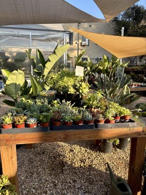 Creature's Plants & Coffee by null