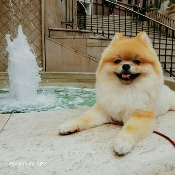 Rejoy's Pet Grooming - @pimprincejax loves his hair cut. THANK YOU!!! - Pet Groomers Near Me - Los Angeles, California Rejoy's Pet Grooming - @pimprincejax loves his hair cut. THANK YOU!!! - Pet Groomers Near Me - Los Angeles, California