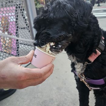 Van Leeuwen Ice Cream - Pup Cup - Desserts Near Me - Hoboken, New Jersey