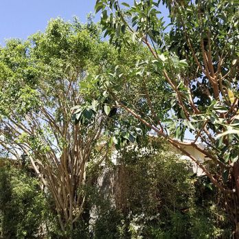 White Valley Tree Services - Tree Services Near Me - pasadena , California White Valley Tree Services - Tree Services Near Me - pasadena , California