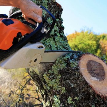 Indiana Tree Service - Tree Services Near Me - Indianapolis, Indiana Indiana Tree Service - Tree Services Near Me - Indianapolis, Indiana