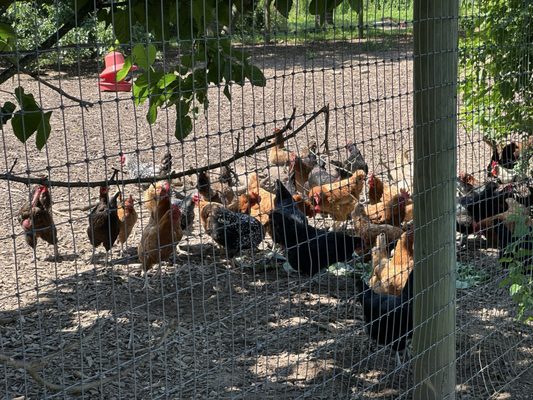 Queens County Farm Museum by null