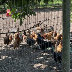 Queens County Farm Museum - Some of the chickens