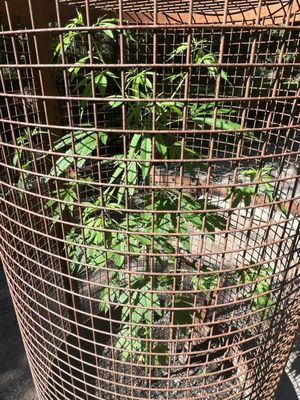 The Botanical Garden by null