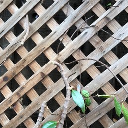 They trimmed our Jasmine at the base which killed a large portion of the plant. Rudy never apologized and did not replace the plant. They trimmed our Jasmine at the base which killed a large portion of the plant. Rudy never apologized and did not replace the plant.