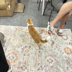 Whiskers Cat Cafe - Dorito