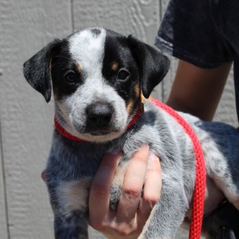 SPCA of Solano County - Animal Shelters Near Me - Vacaville, California SPCA of Solano County - Animal Shelters Near Me - Vacaville, California