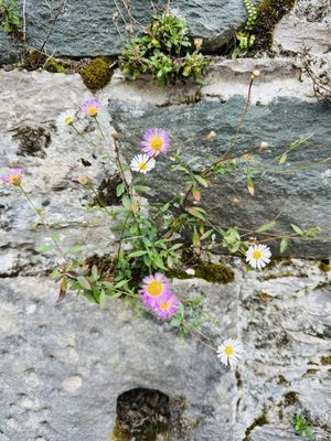 Killarney National Park by null