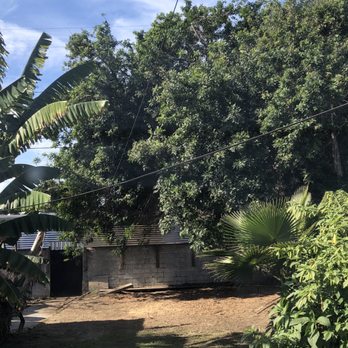 Green Life Tree Service - After - Tree Services Near Me