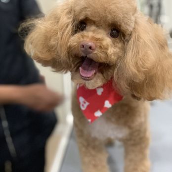 Pet Dreams Spa & Training - Beautiful - Pet Groomers Near Me - Tabor City, North Carolina Pet Dreams Spa & Training - Beautiful - Pet Groomers Near Me - Tabor City, North Carolina