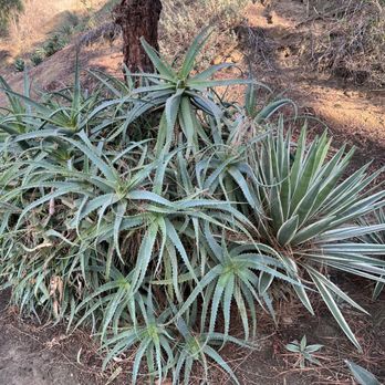 Box Canyon Park - Aloe Vera - Parks Near Me - Yorba Linda, California